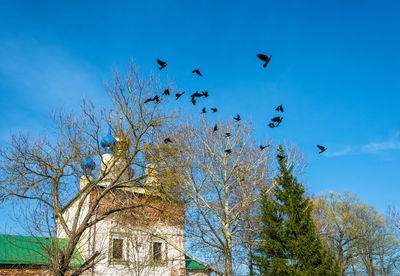 Low angle view of birds flying against blue sky