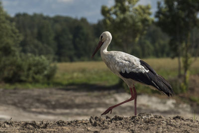 Close-up of bird perching on a field