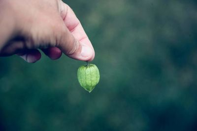 Cropped hand of person holding ground cherry