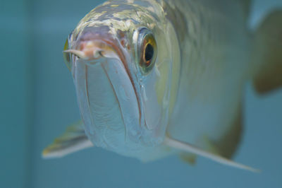 Close-up of fish swimming in water