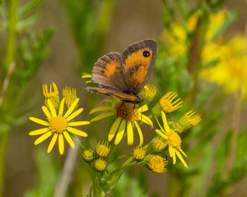 Close-up of butterfly pollinating on yellow flower