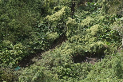 High angle view of trees in forest