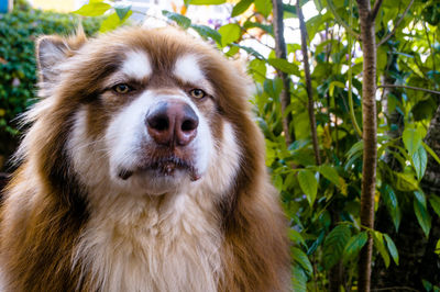 Close-up portrait of a dog