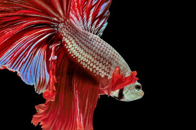 Siamese fighting fish, red fish, black background betta splendens, betta fish, halfmoon betta.