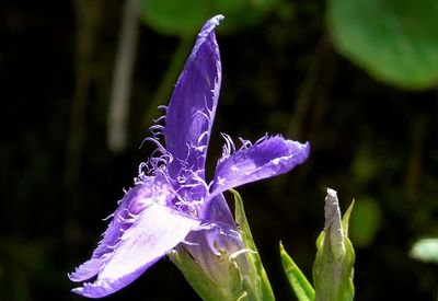 Close-up of purple iris flower