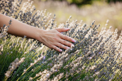 Midsection of woman hand on plant at field