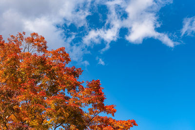 Low angle view of tree against sky during autumn