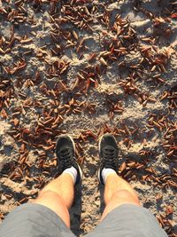 Low section of man standing on autumn leaves