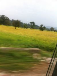 Trees on grassy field