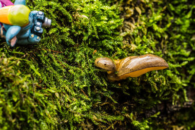 Close-up of mushroom in forest