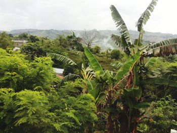 Scenic view of tree by plants against sky