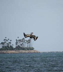 Bird flying over sea against sky