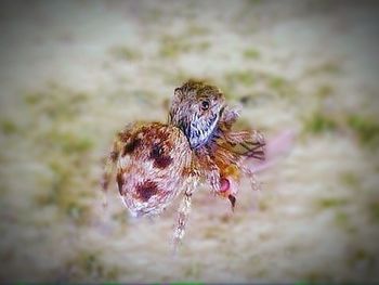 Close-up of plant against blurred background