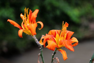 Close-up of orange lily