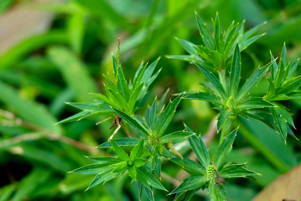 CLOSE-UP OF FRESH GREEN PLANT