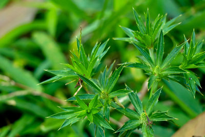 Close-up of insect on plant