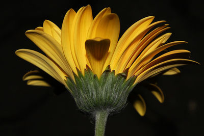 Close-up of yellow flower against black background