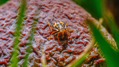 Close-up of bee on leaf