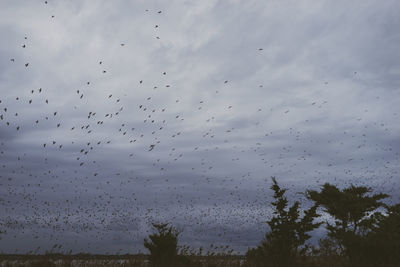 Low angle view of birds flying in sky