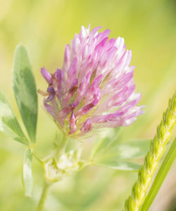 Close-up of pink flowering plant