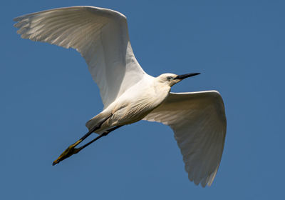 Low angle view of bird flying