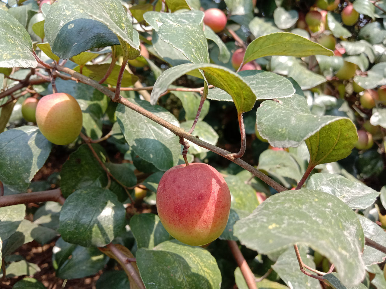 CLOSE-UP OF FRUITS GROWING ON PLANT