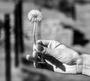 Close-up of hand holding dandelion