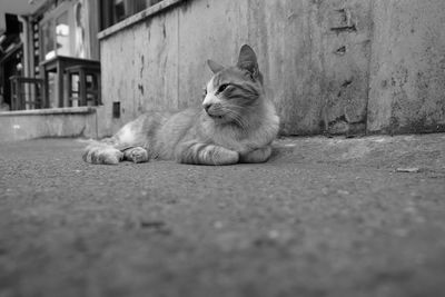 Portrait of a cat resting on street