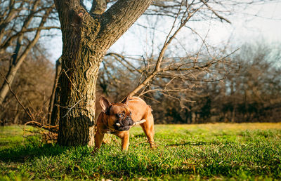 French bulldog chewing stick and taking a pee at tree trunk in the park