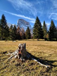 Dead tree on field against sky and mountain
