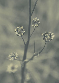 Close-up of flowering plant on field