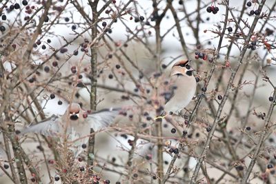 Close-up of bird perching on tree