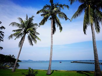 Palm trees on beach