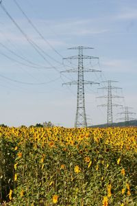 Sunflowers growing on field against sky, powerpylons