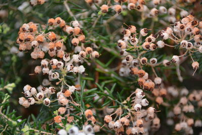 Close-up of flowers