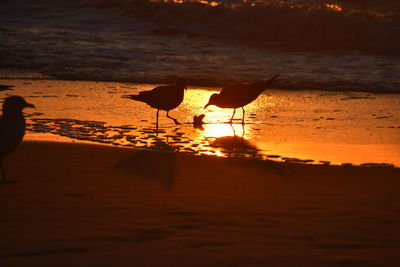 View of bird on beach during sunset