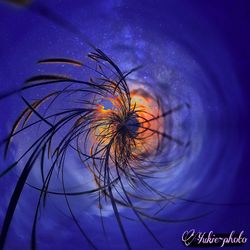 Close-up of jellyfish swimming in sea