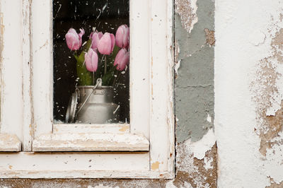 Close-up of flower blooming by window