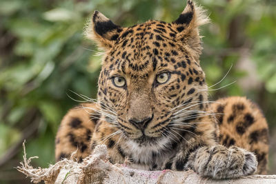 Portrait of cat relaxing on land