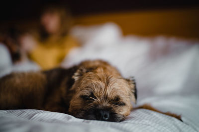 Close-up of border terrier dog lying on a hotel bed with owner  blurred in background 