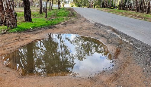 Reflection of trees in puddle on road