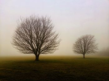 Bare tree on field against sky