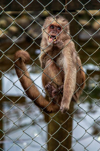 Close-up of monkey in cage at zoo