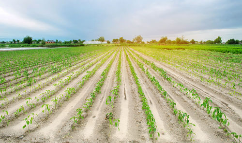 Vegetable rows of young pepper grow in a field in cloudy weather. 