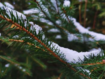 Close-up of pine tree during winter