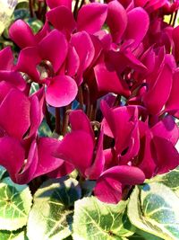 Close-up of pink flowering plants