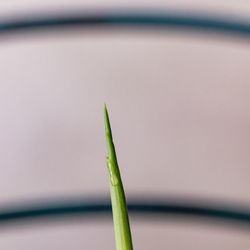 Close-up of green leaf on plant