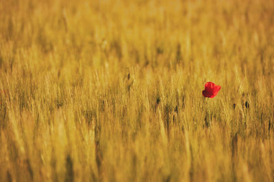 Red poppy flowers growing on field