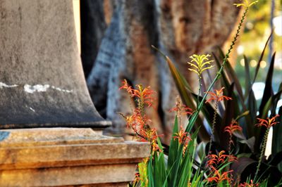 Close-up of flowering plant against building