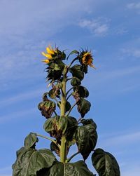 Low angle view of flowering plant against blue sky